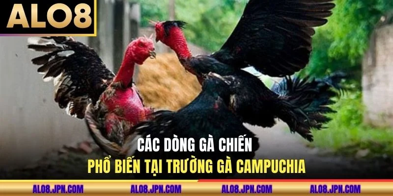 Các dòng gà chiến phổ biến tại trường gà Campuchia