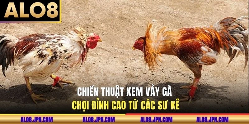 Chiến thuật xem vảy gà chọi đỉnh cao từ các sư kê